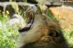 Afrikanischer L�we   ...  Andy Hensel 26.07.2010