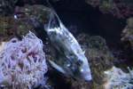 Petersfische Heringsk�nig oder auch Petersfisch (Zeus faber) am 12.3.2010 im Zooaquarium Berlin.