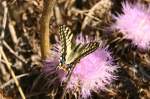 Ein Schwalbenschwanz ...  Andr� Breutel 24.10.2009