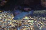 Ein K�hler (Pollachius virens) am 12.3.2010 im Zooaquarium Berlin.  ...