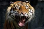 Sumatra-Tiger    ...