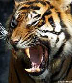 tiger-panthera-tigris Sumatra-Tiger