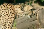 Gepard    ...  Andy Hensel 28.07.2010