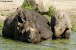 Panzernashorn mit Junges  ...  Andy Hensel 28.07.2010