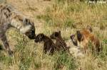 T�pfelhy�nen mit Junge  ...  Andy Hensel 28.07.2010