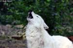 echte-wolfe-canis Morgendliches Heulen eines Polarwolfs