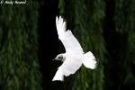 eigentliche-mowen-larus Lachm�we