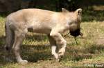 Ein junger Polarwolf mit ...  Andy Hensel 28.07.2010