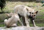 Junge Polarw�lfe (geb. am 30.04.2010) beim Streit um einen gefangenen ...
