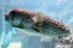 Gepunkteter oder Gew�hnlicher Igelfisch ...  Gilbert Angermann 28.07.2010