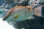 Lippfische Eber-Lippfisch (Lachnolaimus maximus) am 12.3.2010 im Zooaquarium Berlin.