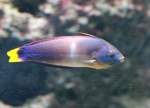 Lippfische Gelbschwanzjunker (Coris gaimard) am 12.3.2010 im Zooaquarium Berlin.