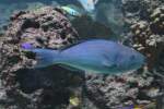 Lippfische Blauer Papageifisch (Scarus coeruleus) am 12.3.2010 im Zooaquarium Berlin.