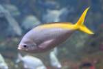 Hochr�cken-F�silier (Caesio cuning) am ...  Gilbert Angermann 29.07.2010