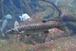 barrakudas-sphyraenidae Gro�er Barrakuda (Sphyraena barracuda) am 12.3.2010 im Zooaquarium Berlin.
