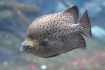 Gemeiner Argusfisch (Scatophagus argus) ...  Gilbert Angermann 29.07.2010