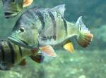 Buntbarsche Gr�ner Augenfleck-Kammbarsch (Cichla ocellaris) am 12.3.2010 im Zooaquarium Berlin.