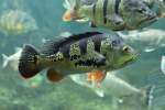 Buntbarsche Gr�ner Augenfleck-Kammbarsch (Cichla ocellaris) am 12.3.2010 im Zooaquarium Berlin.