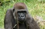 Westlicher Flachlandgorilla   ...  Andy Hensel 29.07.2010