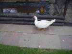Eine Ente bei Einem ...  Daniel Michler 25.10.2009