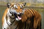 Indochinesischer Tiger oder auch als Hinterindischer Tiger bekannt.  ...