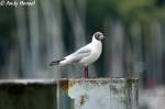 eigentliche-mowen-larus Lachm�we