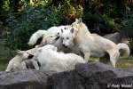 Polarw�lfe mit Junge   ...
