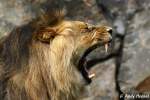 Afrikanischer L�we   ...  Andy Hensel 29.07.2010