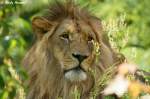 Afrikanischer L�we   ...  Andy Hensel 29.07.2010