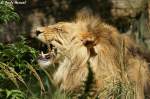 Afrikanischer L�we   ...  Andy Hensel 29.07.2010