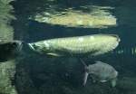 knochenzungler Arowana auch Silbergabelbart (Osteoglossum bicirrhosum) am 12.3.2010 im Zooaquarium Berlin.