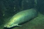 Arapaima (Arapaima gigas) am 12.3.2010 im Zooaquarium Berlin.  ...