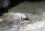 Indischer Zwergschlammspringer (Periophthalmus novemradiatus) ...  Gilbert Angermann 30.07.2010