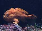 Gestreifter Anglerfisch (Antennarius striatus) ...  Gilbert Angermann 30.07.2010