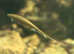 Gr�ner Messerfisch (Eigenmannia virescens) ...  Gilbert Angermann 30.07.2010