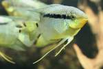 Flaggenbuntbarsch (Mesonauta insignis) am 12.3.2010 im Zooaquarium Berlin.  ...