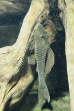 Ein Wels der Art Panque sp. am 12.3.2010 im Zooaquarium ...