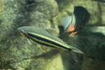 engmaulsalmler-anostomidae Gestreifter Leporinus (Leporinus arcus) am 12.3.2010 im Zooaquarium Berlin.