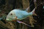 Buntbarsche Tapajos-Erdfresser M�nnchen (Geophagus altifrons) am 12.3.2010 im Zooaquarium Berlin.