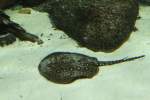 Pfauenaugen-Stechrochen (Potamotrygon motoro) am ...  Gilbert Angermann 31.07.2010