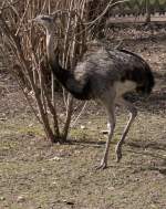 Gew�hnlicher Nandu (Rhea americana) ...  Gilbert Angermann 31.07.2010