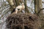 Eines von unz�hligen Wei�storch-Nestern ...  Gilbert Angermann 31.07.2010