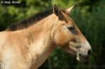 Przewalski-Pferd    ...