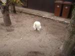Ein Vollgefedertes Huhn  ...  Daniel Michler 25.10.2009