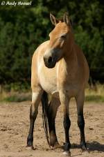 Wildpferde Przewalski-Pferd 