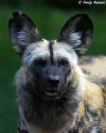 Afrikanischer Wildhund   ...