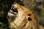 Afrikanischer L�we   ...  Andy Hensel 31.07.2010