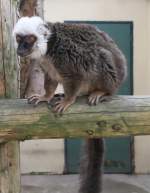 Wei�kopfmaki (Eulemur albifrons) am ...  Gilbert Angermann 01.08.2010