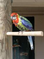 Rosellasittich (Platycercus eximius) am 18.3.2010 in der Orangerie in Strasbourg. ...