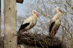 Ein Wei�storch-Nest in der ...  Gilbert Angermann 01.08.2010